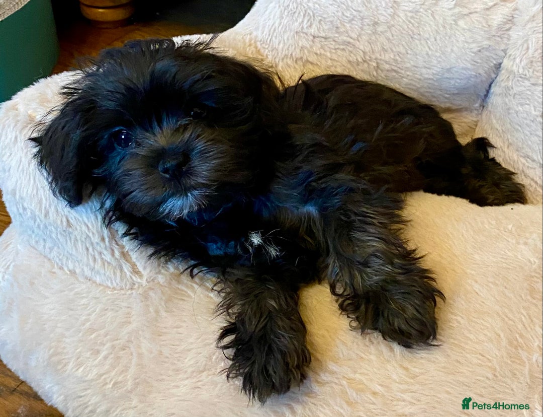 Maltipoo dogs for sale: Ready Now-Stunning Maltipoo Puppies⭐️DNA Tested ⭐️ - Image 3