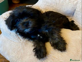 Maltipoo dogs - Advert 1