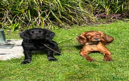 Cocker Spaniel dogs for sale: Cocker spaniels puppies - Image 6