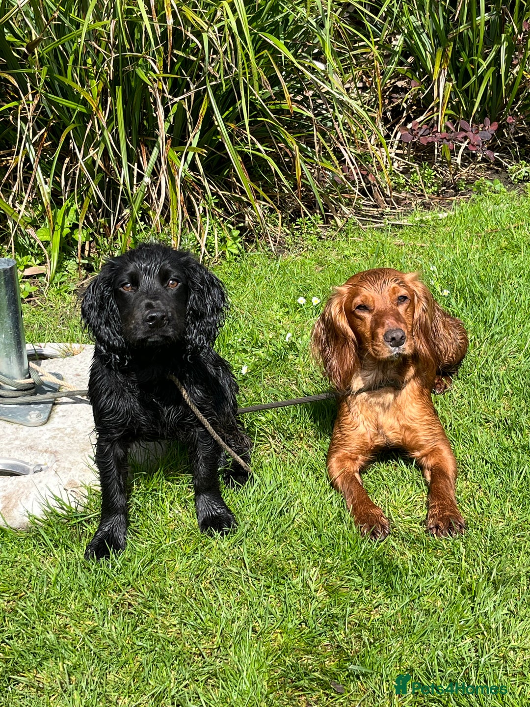 Cocker Spaniel dogs for sale: Cocker spaniels puppies - Image 6