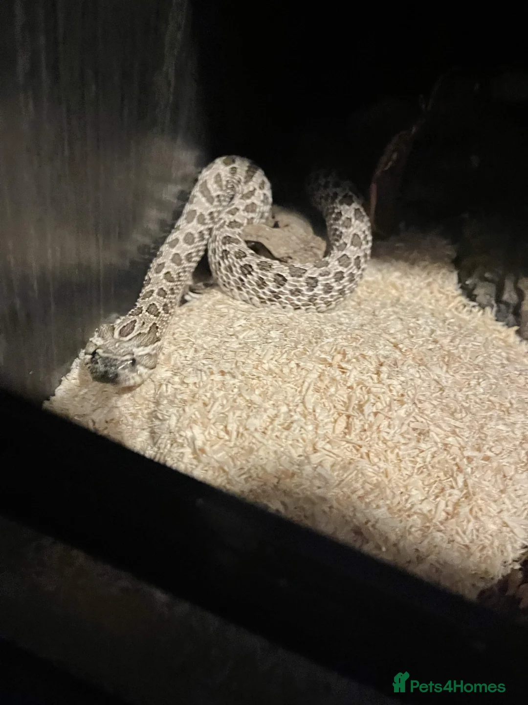 Snake reptiles for sale: Female Hognose snake (arctic het albino) - Advert 2
