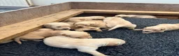 Golden Retriever dogs for sale: Golden Retriever Puppies  - Advert 17