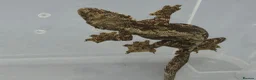 Gecko reptiles for sale: Kuhl's Flying Gecko - Advert 1