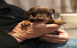 Mixed Breed dogs for sale: Jackschund puppies  - Image 2