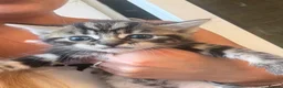 Mixed Breed cats for sale: Kittens for sale ❤️ in Southend-on-Sea - Advert 6