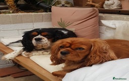 Cavalier King Charles Spaniel dogs for sale: 2 Cavalier king Charles puppies left - Image 39