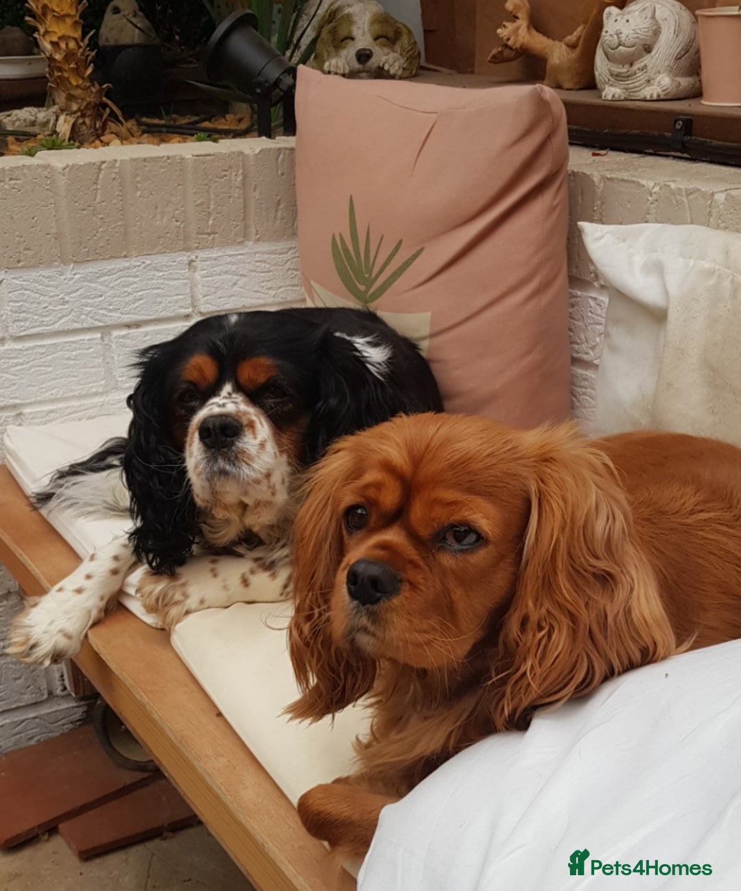 Cavalier King Charles Spaniel dogs for sale: 2 Cavalier king Charles puppies left - Image 39