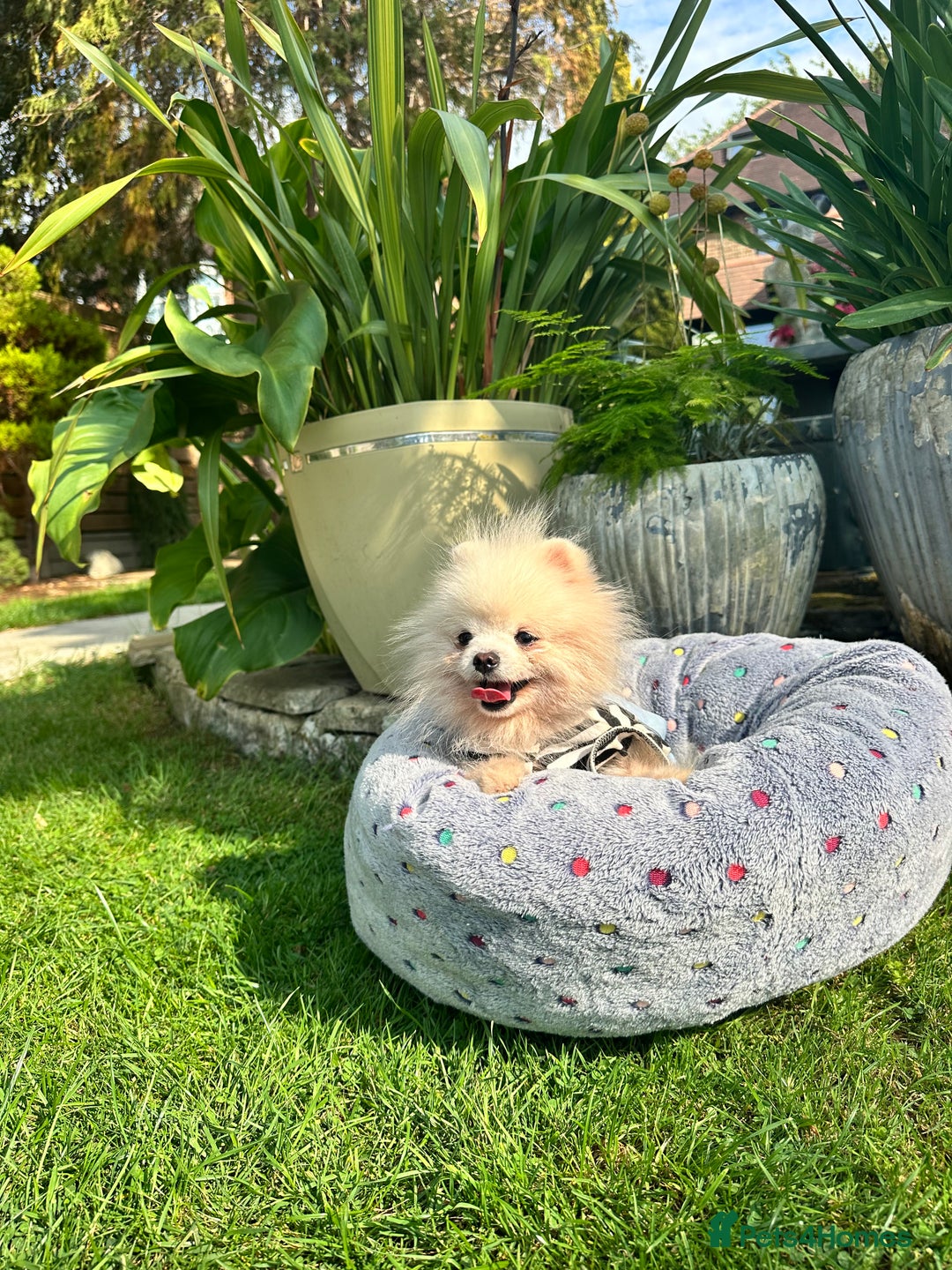 Pomeranian dogs for sale: White and Cream Pomeranian Boys in London - Image 5