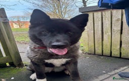 Akita dogs for sale: American Akita puppies 1 male 5 female  - Image 3