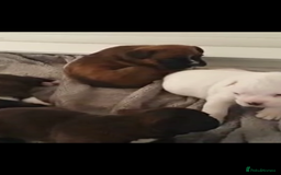 Boxer dogs for sale: Quality Well Bred Boxer Babies - Image 8