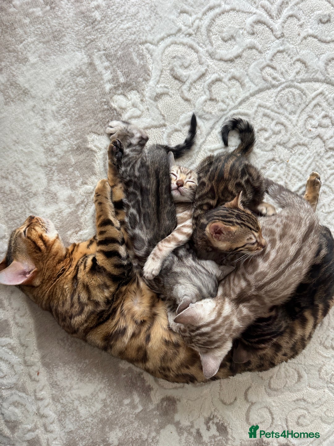 Bengal cats for sale: Purebred Bengal Kittens – Ready for Loving Homes - Advert 28