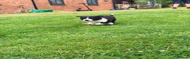 Border Collie 2