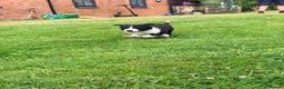 Border Collie dogs for sale: 2 Beautiful Collie Dogs for sale  - Advert 5