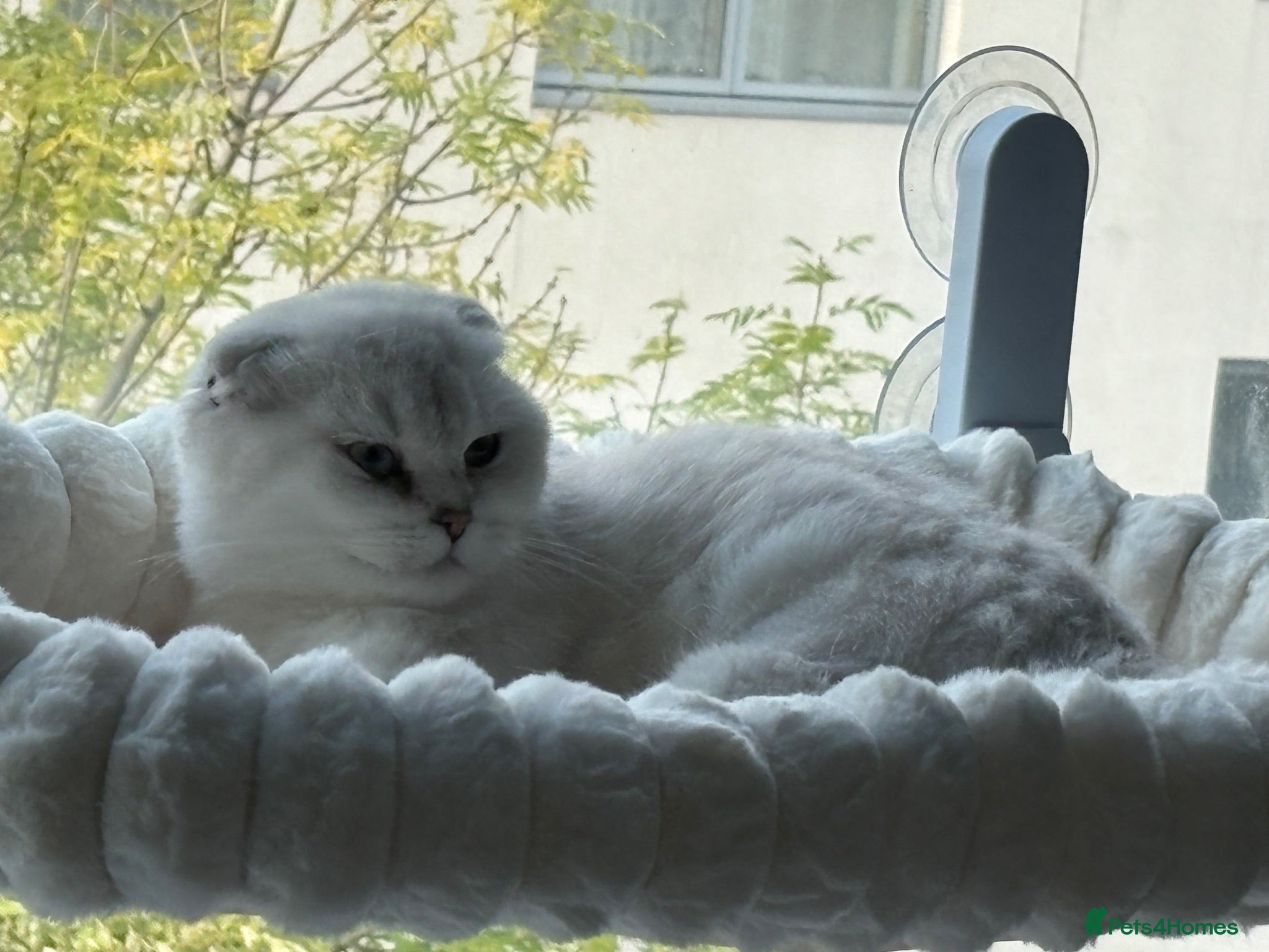 Scottish Fold cats Gorgeous Scottish fold kittens - Advert 1