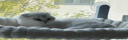 Scottish Fold cats for sale: Gorgeous Scottish fold kittens in London - Advert 1