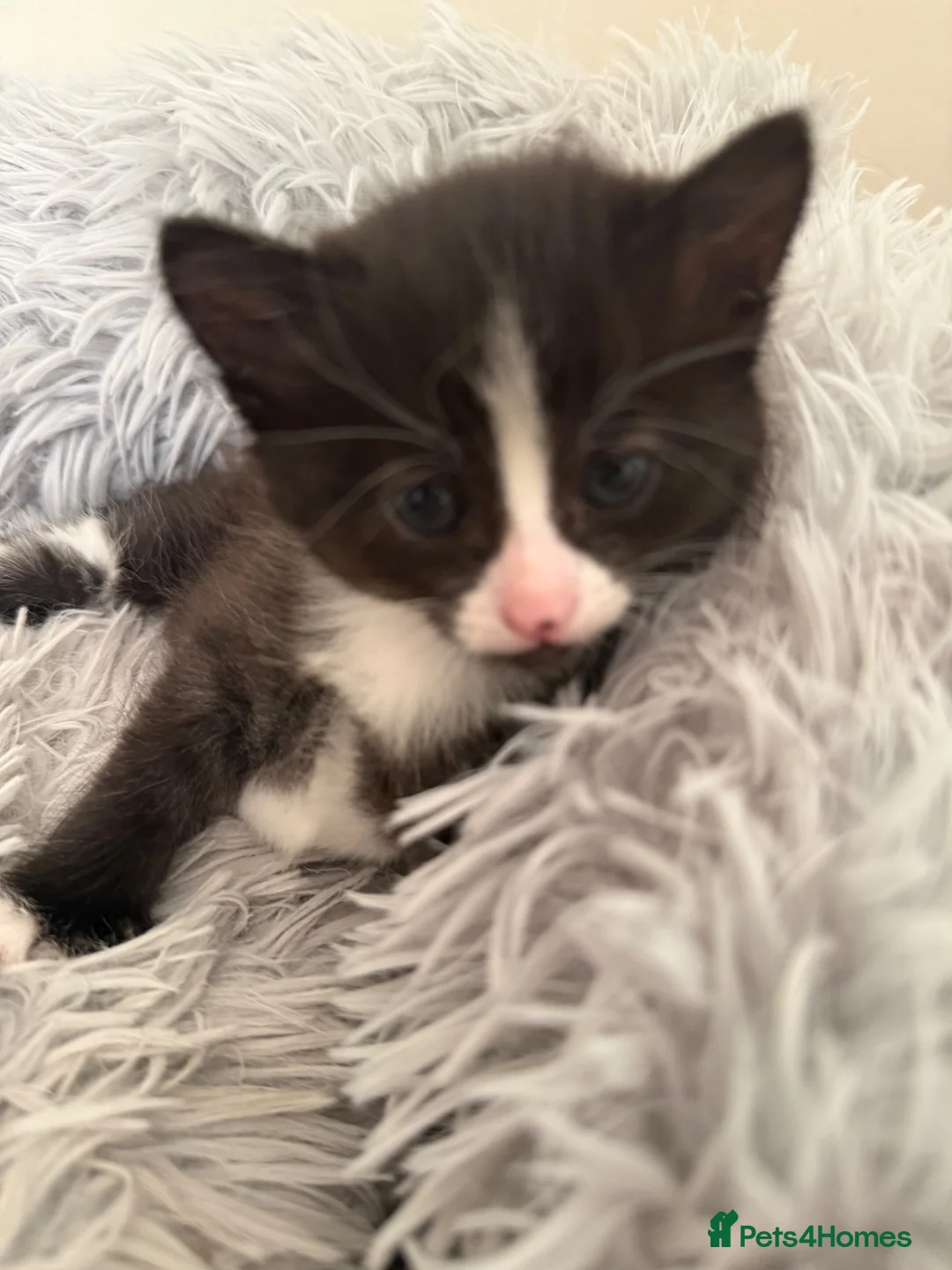 British Shorthair cats for sale: Girl kitten - Advert 13