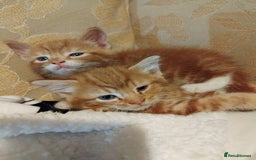 Mixed Breed cats for sale: 3 adorable 6 week old kittens. - Image 19