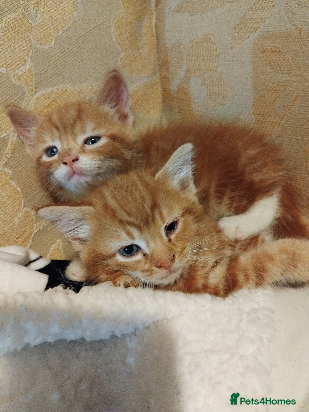 Mixed Breed cats for sale: 3 adorable 6 week old kittens. - Image 19