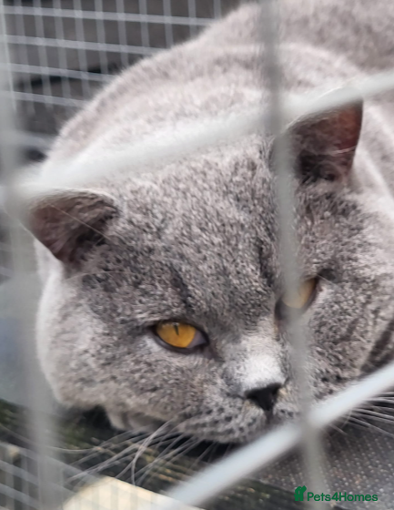British Shorthair cats Proven ACTIVE registered British Blue - Alfonso - Advert 2