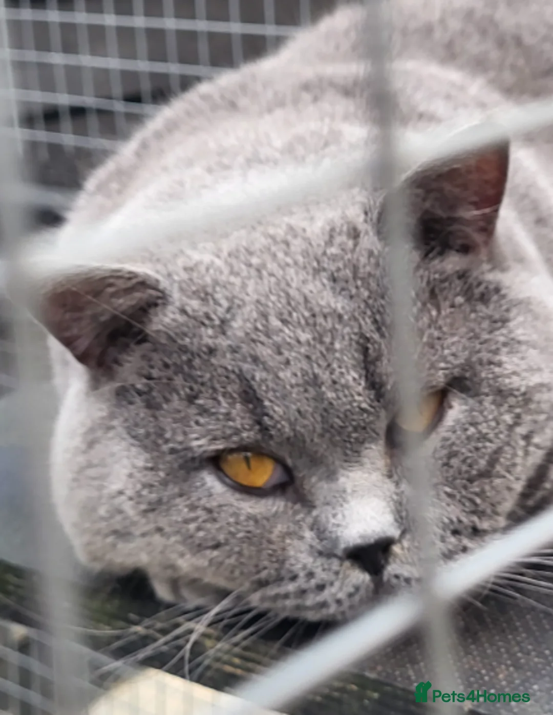 British Shorthair cats for sale: Proven ACTIVE registered British Blue - Alfonso - Advert 2