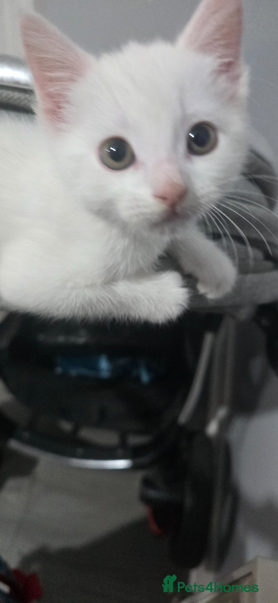 British Shorthair cats 8 week old kittens  - Advert 5