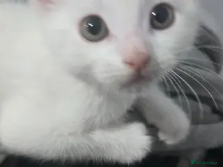 British Shorthair cats 8 week old kittens - Advert 5