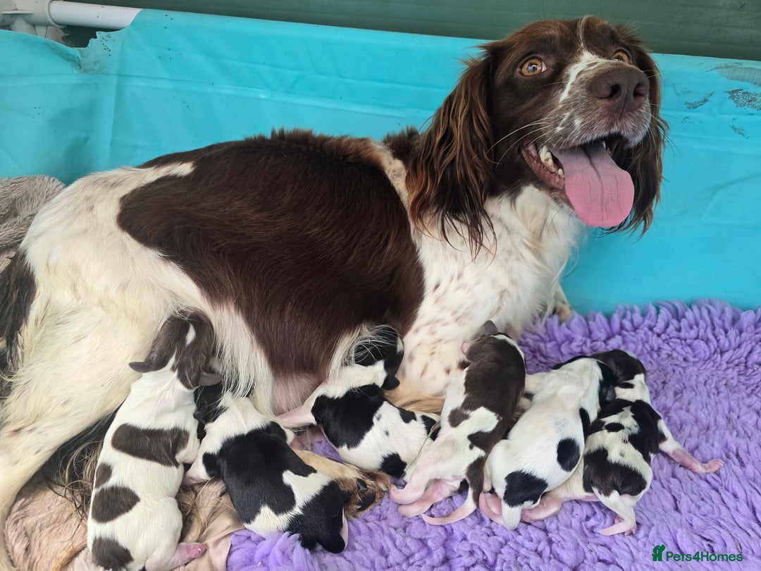 English Springer Spaniel dogs for sale: ESS BW Boy Puppy 1 - Storm Rafi - Image 12