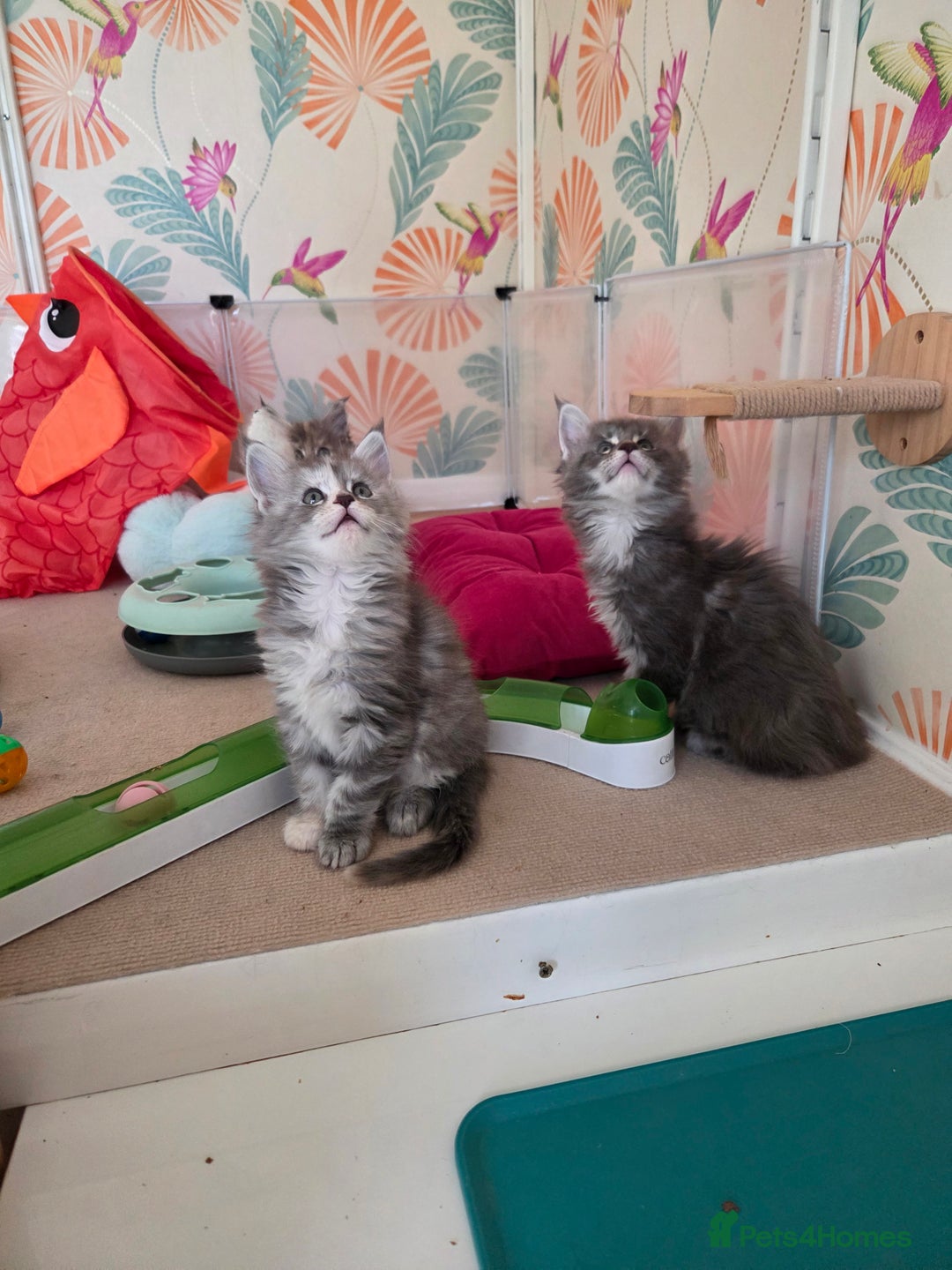 Maine Coon cats for sale: Stunning quality silver Tica Mainecoon kittens  - Advert 23