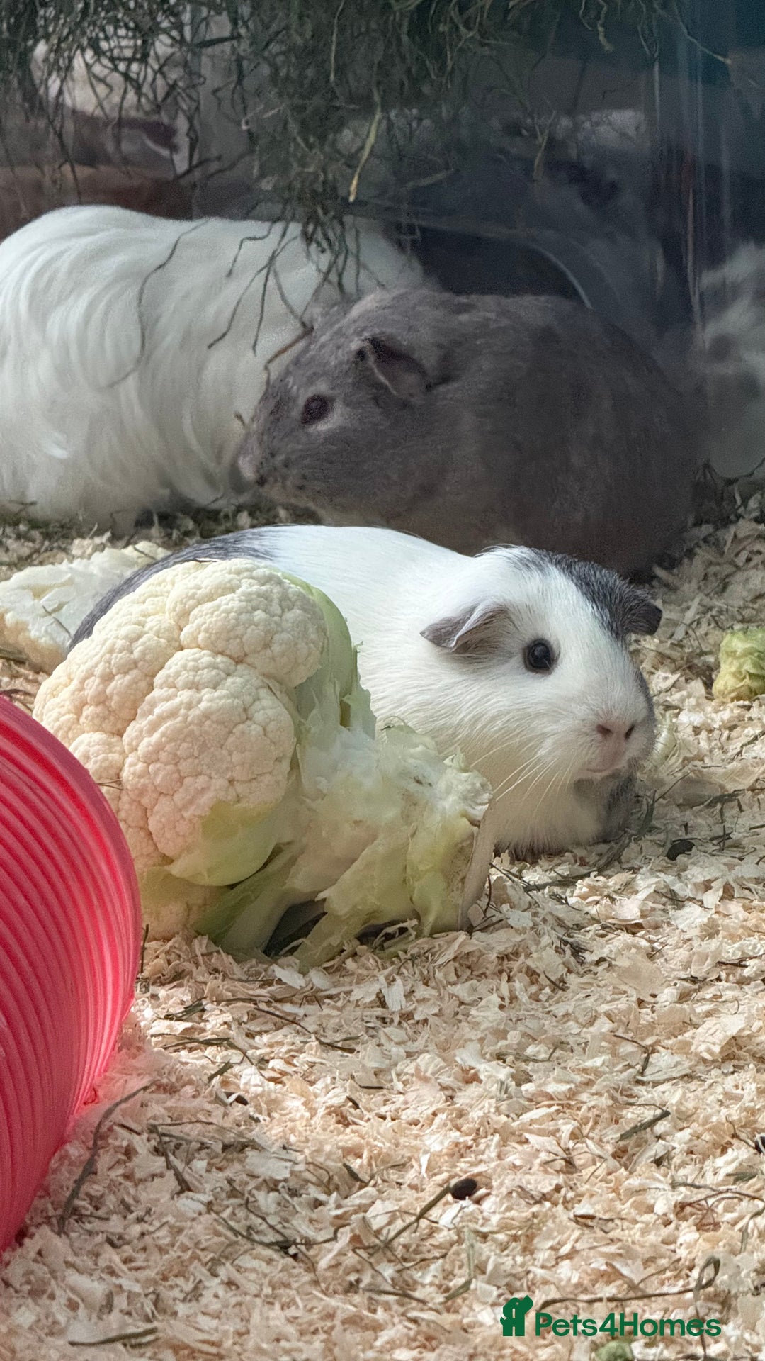 Guinea Pig rodents for sale: Guinea pigs for sale - Advert 4