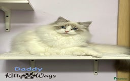 Ragdoll cats for sale: 🐾🩷*TICA REG* LYNX TABBY EU RAGDOLL KITTENS🩵🐾 - Image 30