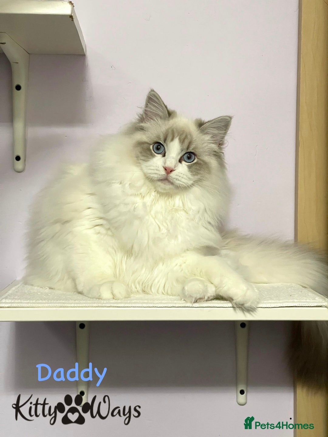 Ragdoll cats for sale: 🐾🩷*TICA REG* LYNX TABBY EU RAGDOLL KITTENS🩵🐾 - Image 30