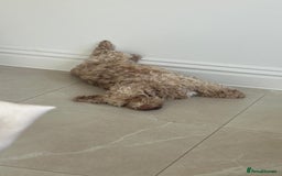 Cockapoo dogs for adoption: 💙🐶 BOBBY 🐶💙 - Advert 8