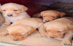 Labrador Retriever dogs for sale: Gorgeous KC Labrador puppies  - Image 2