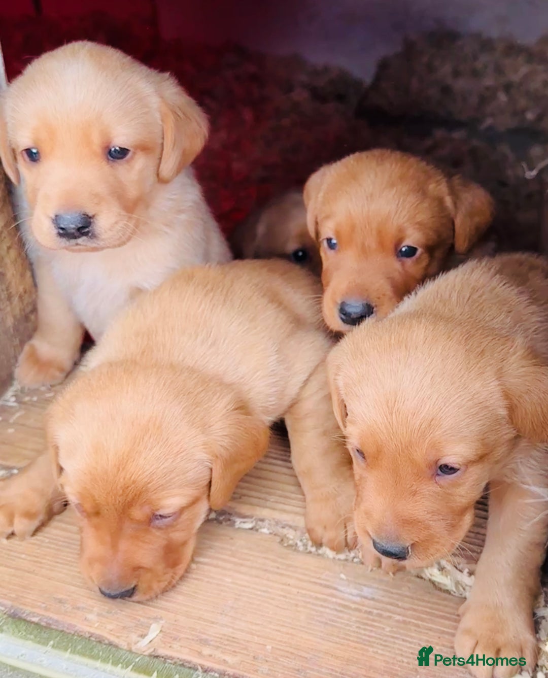 Labrador Retriever dogs for sale: Gorgeous KC Labrador puppies  - Image 2