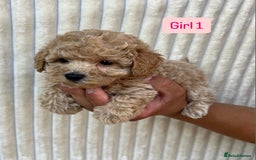 Maltipoo dogs for sale: Blue eyes F1 Maltipoo puppies - Image 10