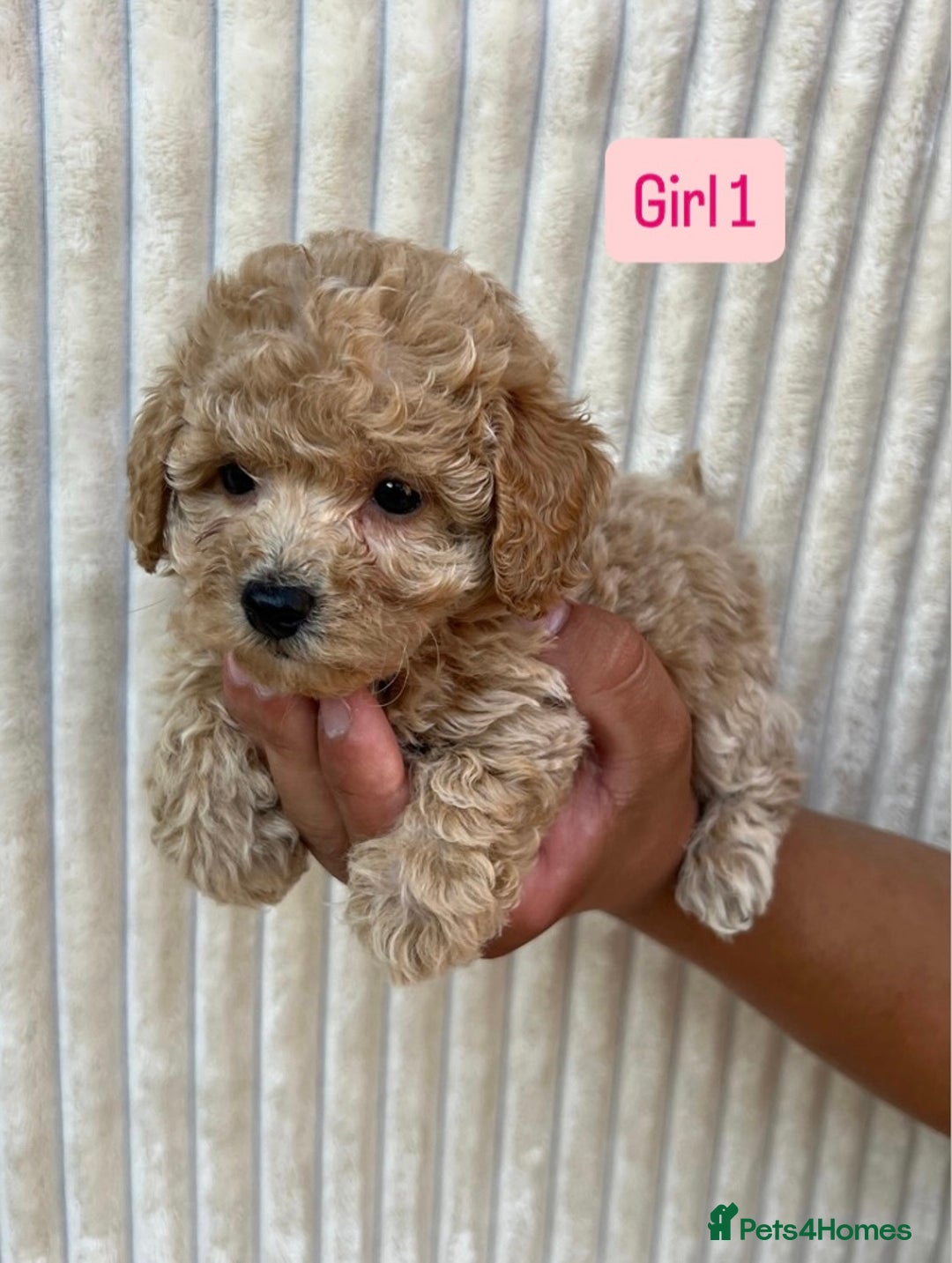 Maltipoo dogs for sale: Blue eyes F1 Maltipoo puppies - Image 10