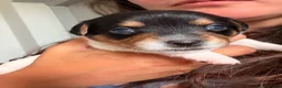 Jack Russell dogs for sale: Tri coloured Jack Russell pups in Isle of Bute - Advert 3