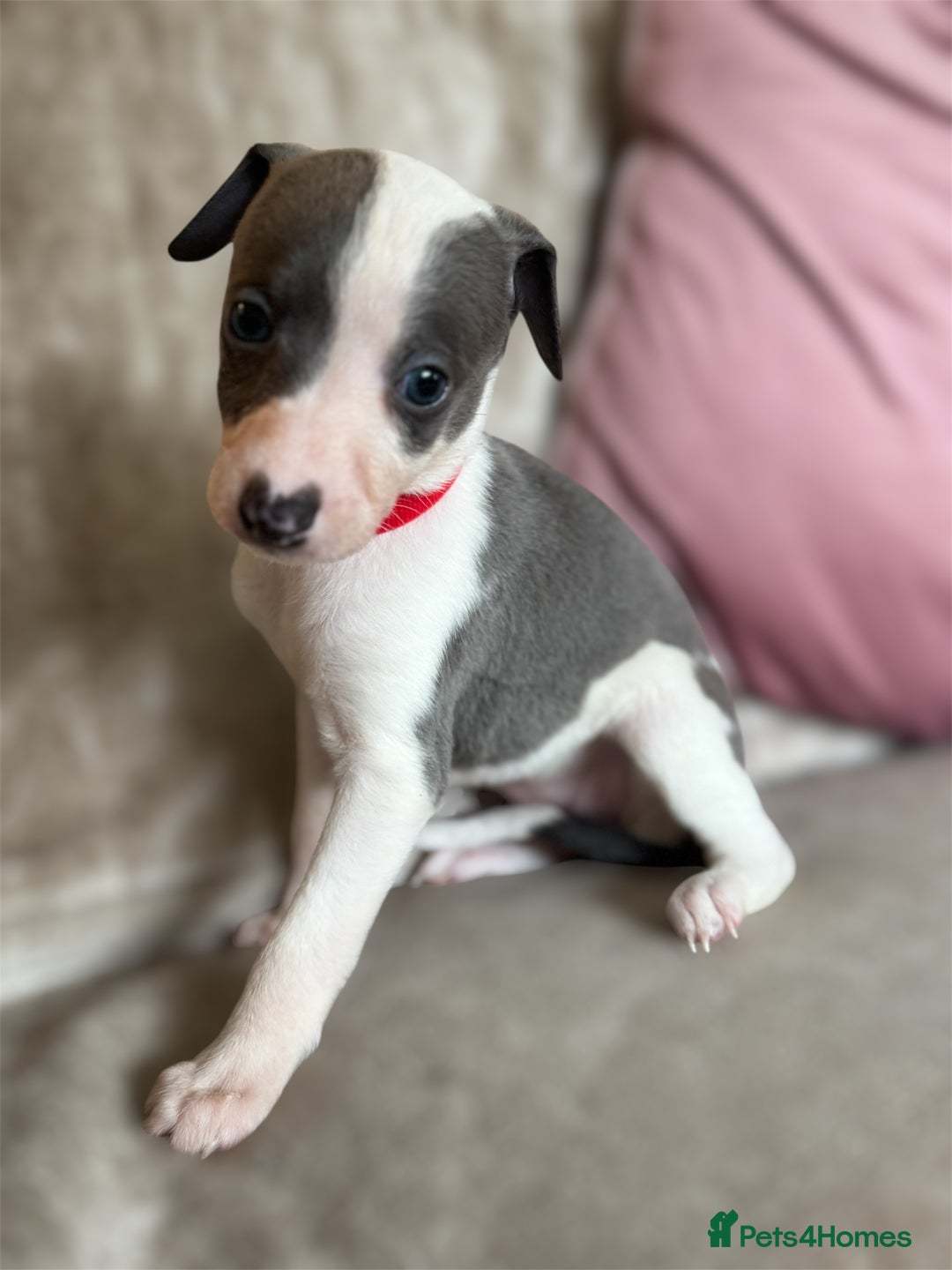 Whippet dogs for sale: All found homes-Beautiful Blue and White Parti BOY - Image 2