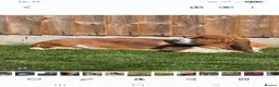 Basset Hound dogs for sale: Basset hound pups kc reg.European lines - Advert 20