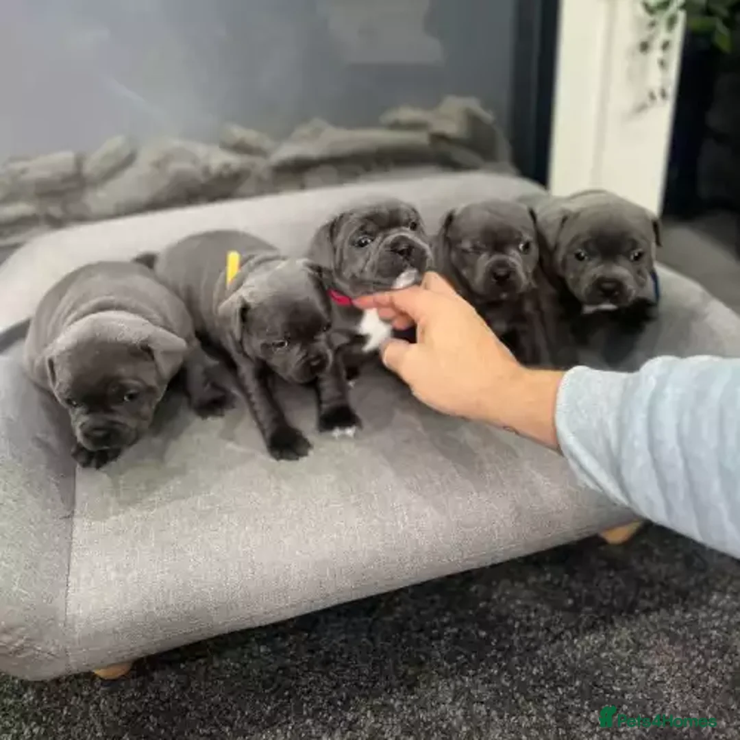 Staffordshire Bull Terrier dogs for sale: Quality health tested Staffordshire bull terrier - Advert 3