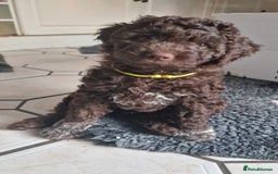 Lagotto Romagnolo dogs for sale: Beautiful Lagotto Romagnolo girls, KC reg - Image 3