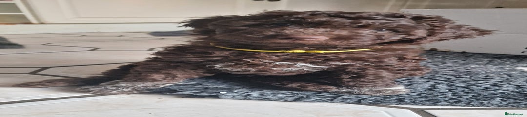 Lagotto Romagnolo Puppy 2