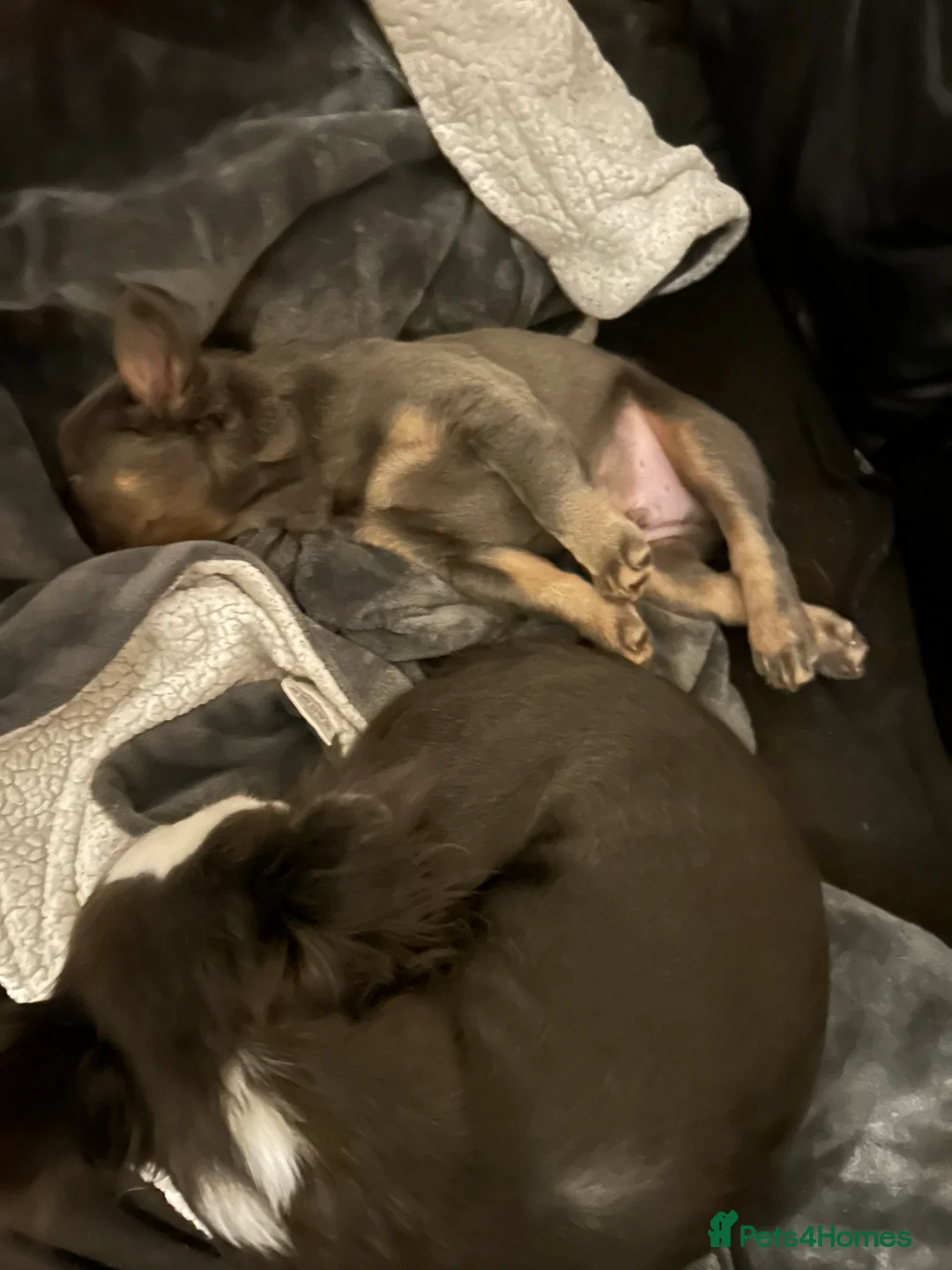 French Bulldog dogs for sale: Male fluffy frenchie - Advert 7