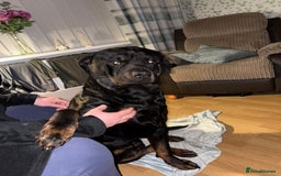 Rottweiler dogs for sale: Tank, 4yrs old full breed beautiful loyal dog!  - Image 1