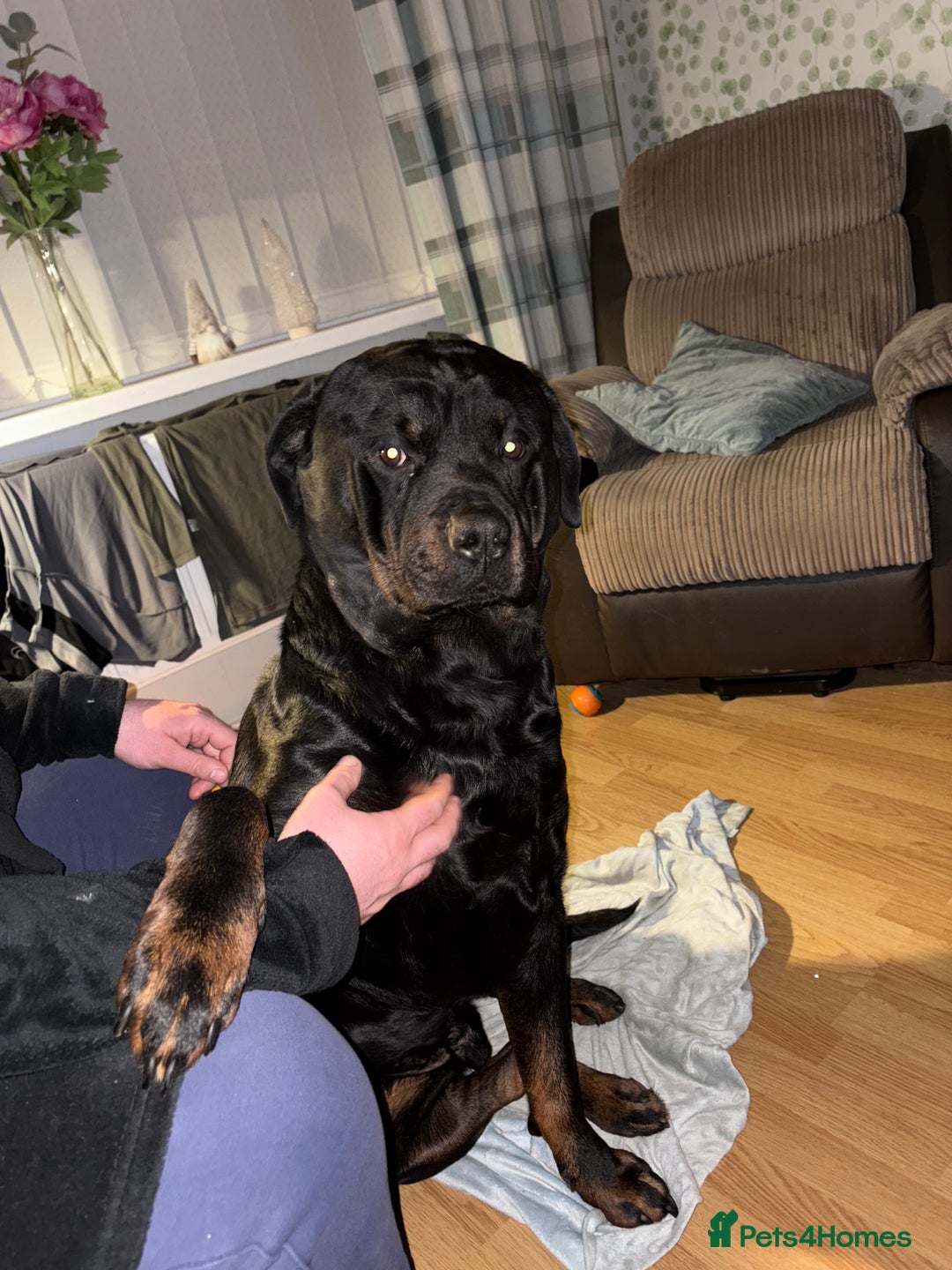 Rottweiler dogs for sale: Tank, 4yrs old full breed beautiful loyal dog!  - Image 1