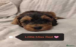 Cockapoo dogs for sale: 🐶Beautiful F1 Cockapoo Puppies🐾 - Image 1
