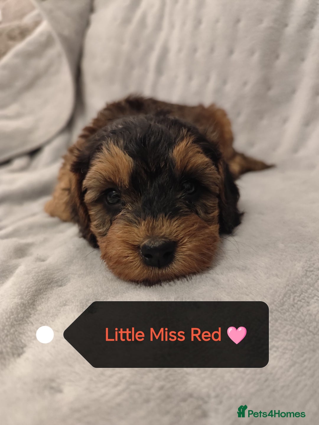 Cockapoo dogs for sale: 🐶Beautiful F1 Cockapoo Puppies🐾 - Image 1