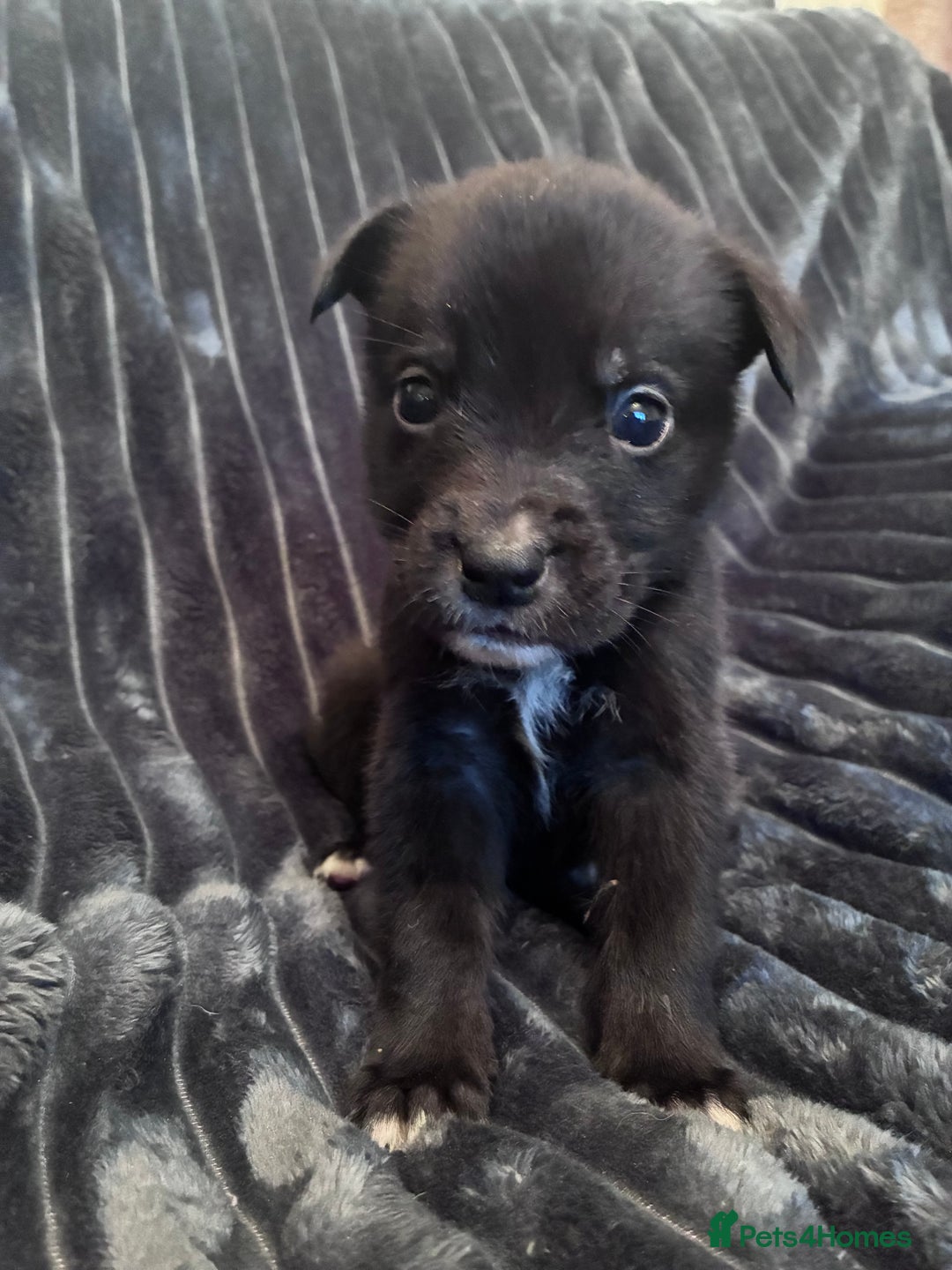 Mixed Breed dogs for sale: Cane Corso-Belgian Malanois cross American Bulldog - Advert 9