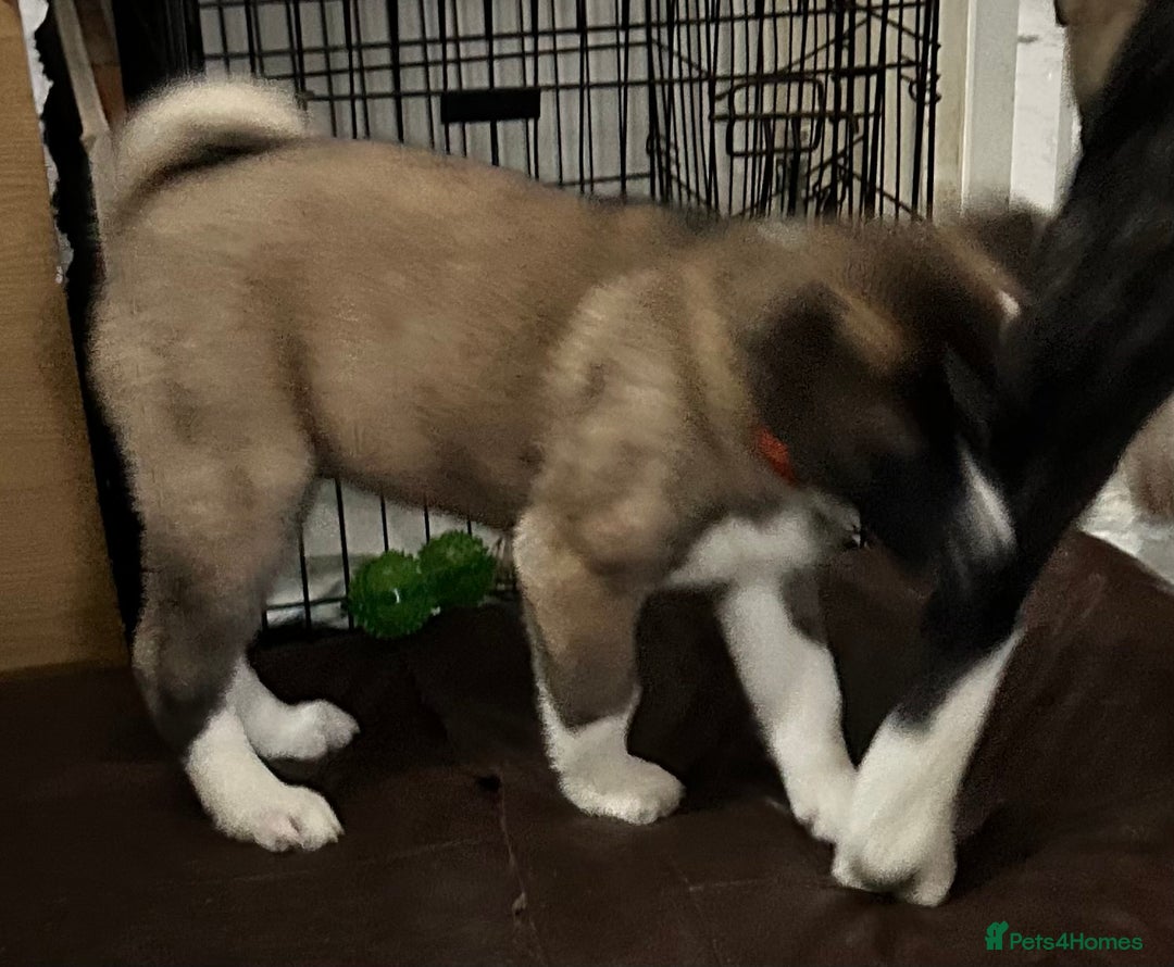 Akita dogs for sale: Akita Puppies for Sale - Advert 2