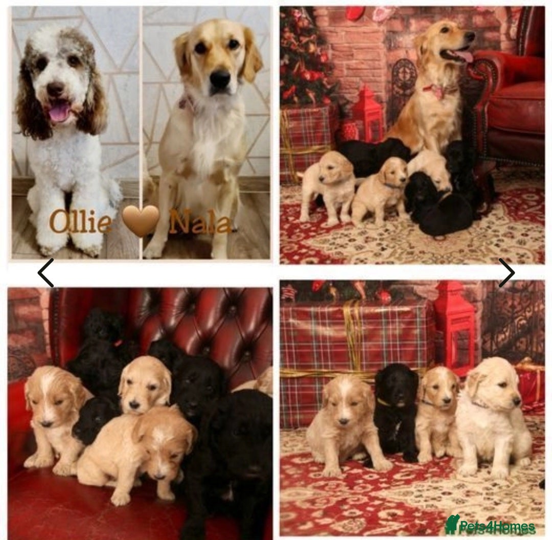 Goldendoodle dogs for stud: FULLY HEALTH TESTED! MOYEN POODLE STUD! in Kettering - Image 33